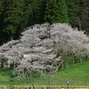 臥龍桜