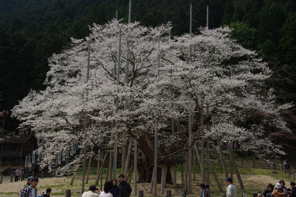 淡墨桜