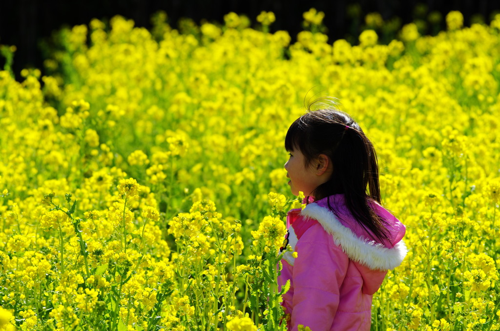 菜の花畑