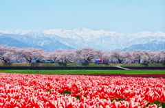 舟川べり