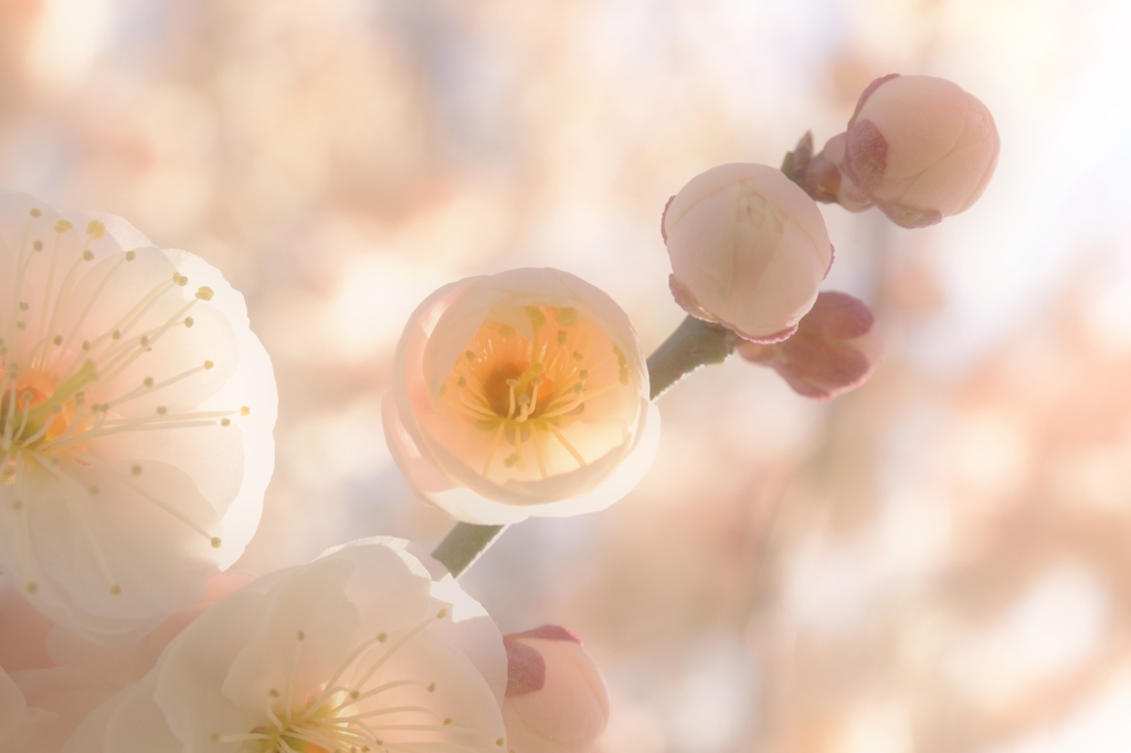 春の香　　　harunoka