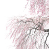 朧桜