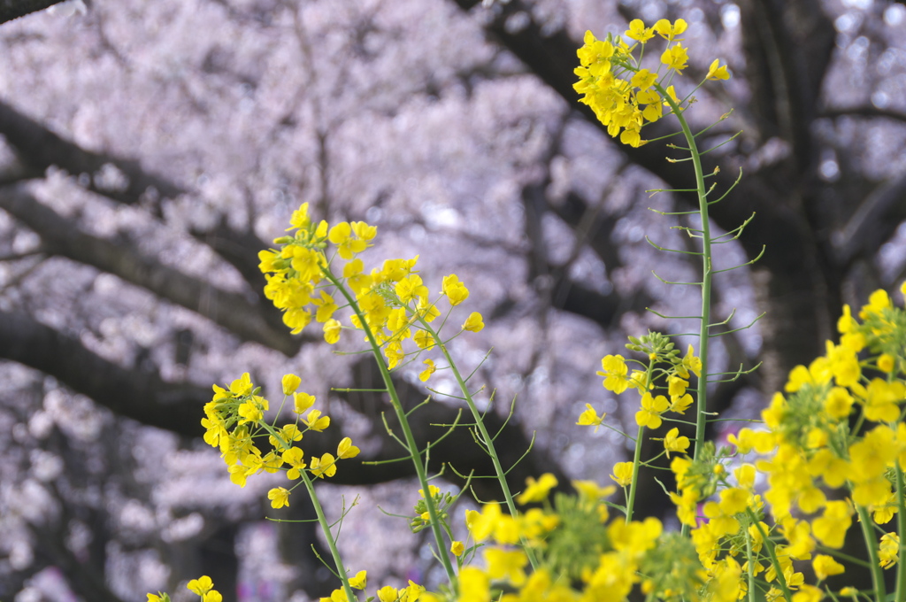 桜に負けじと...