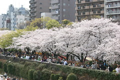 隅田川　さくら