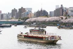 隅田川　さくら