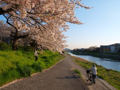 桜並木