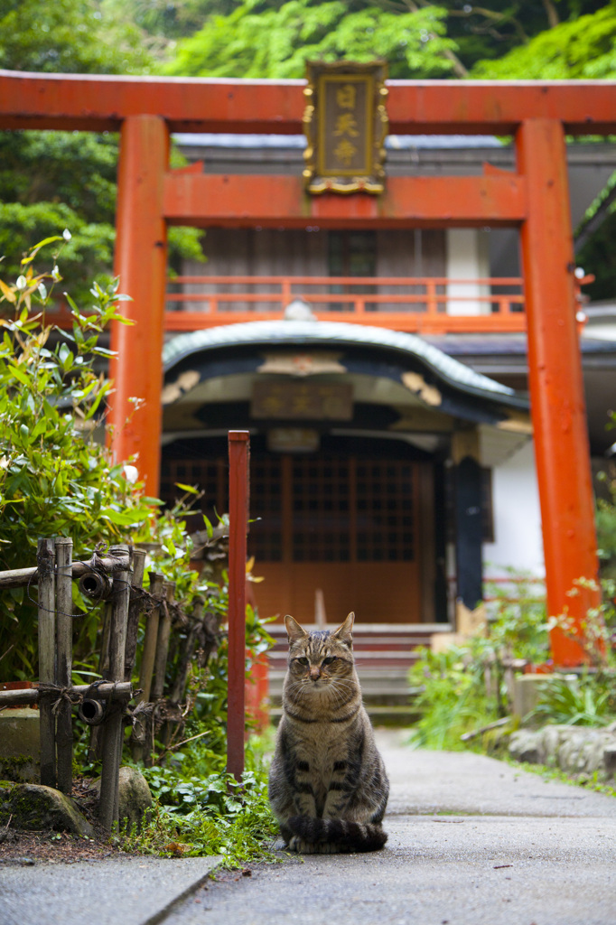 参拝者