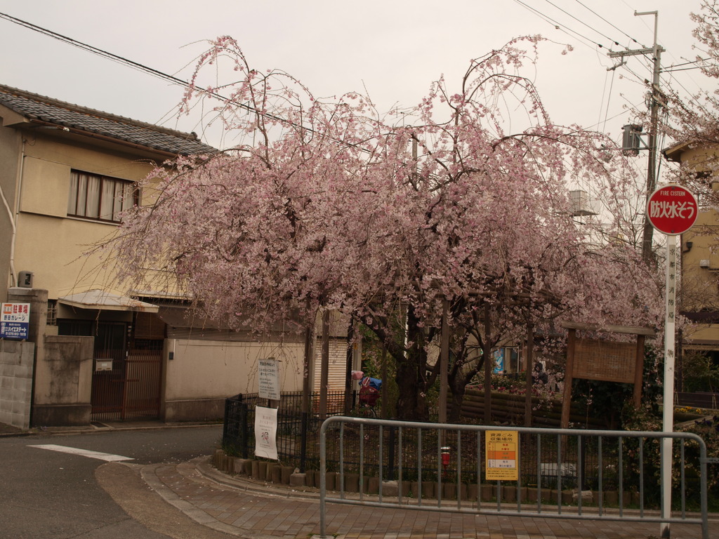 どこぞの桜