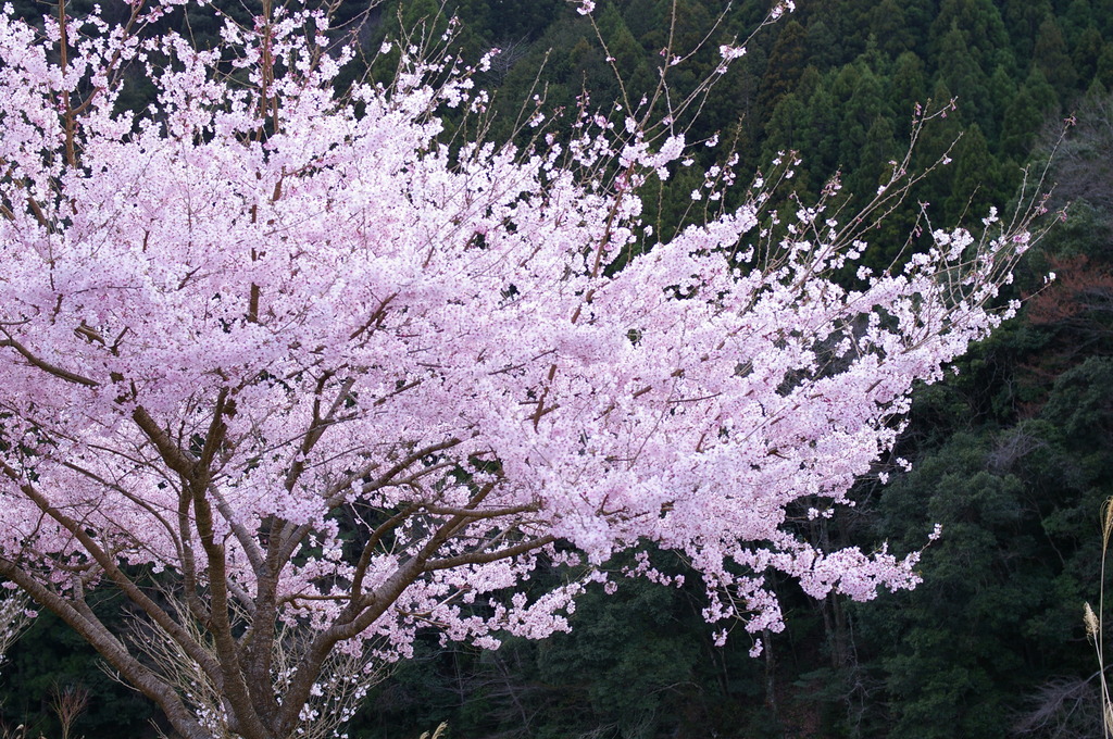 初桜