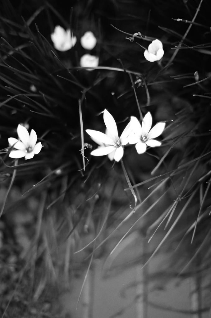 恵比寿の花