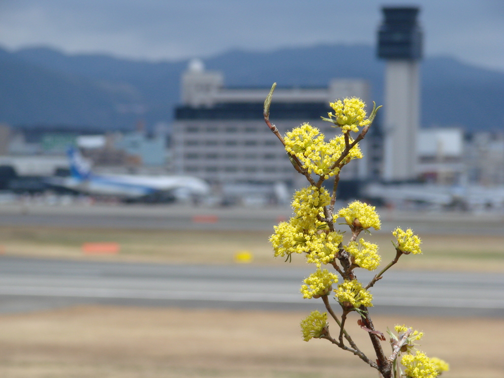花と空港
