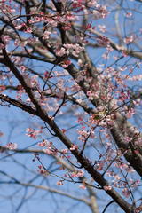 桜に目白