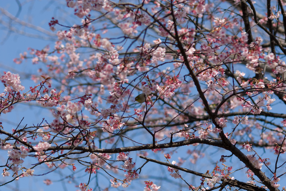 桜に目白