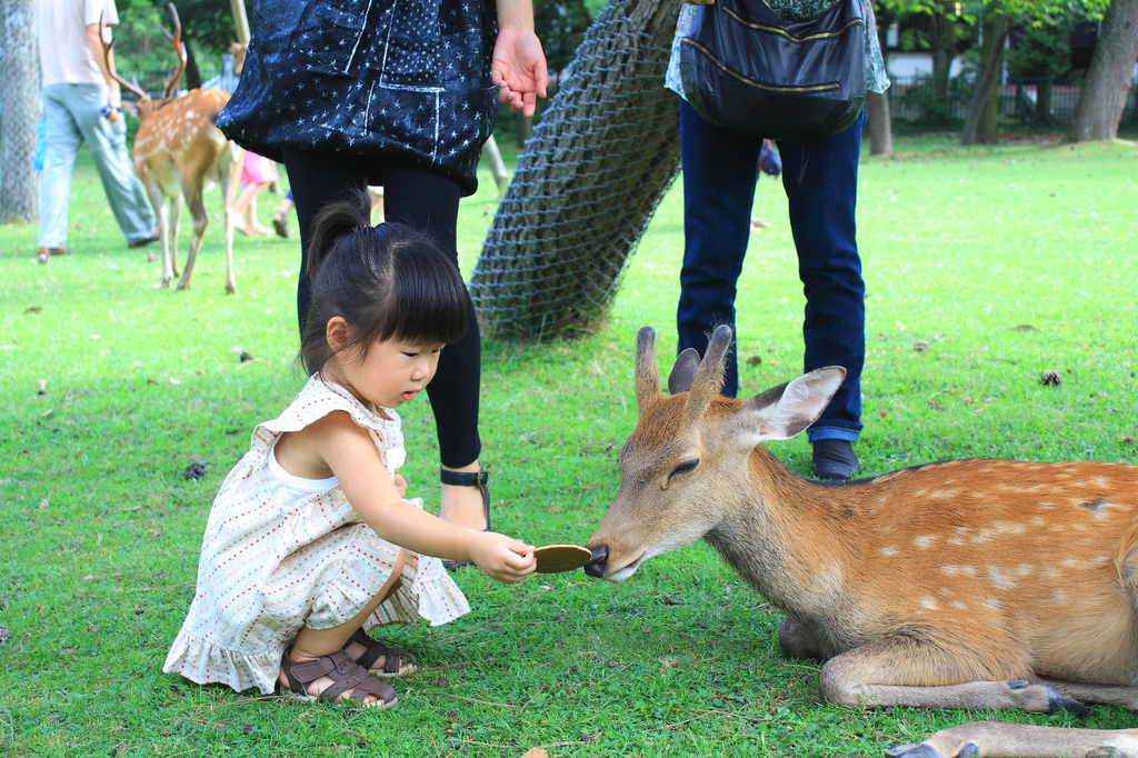 鹿の調教！