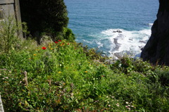初夏の江の島 断崖の花