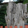 鶴岡八幡宮6