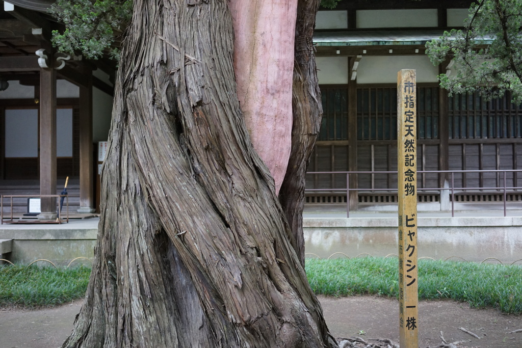 円覚寺9