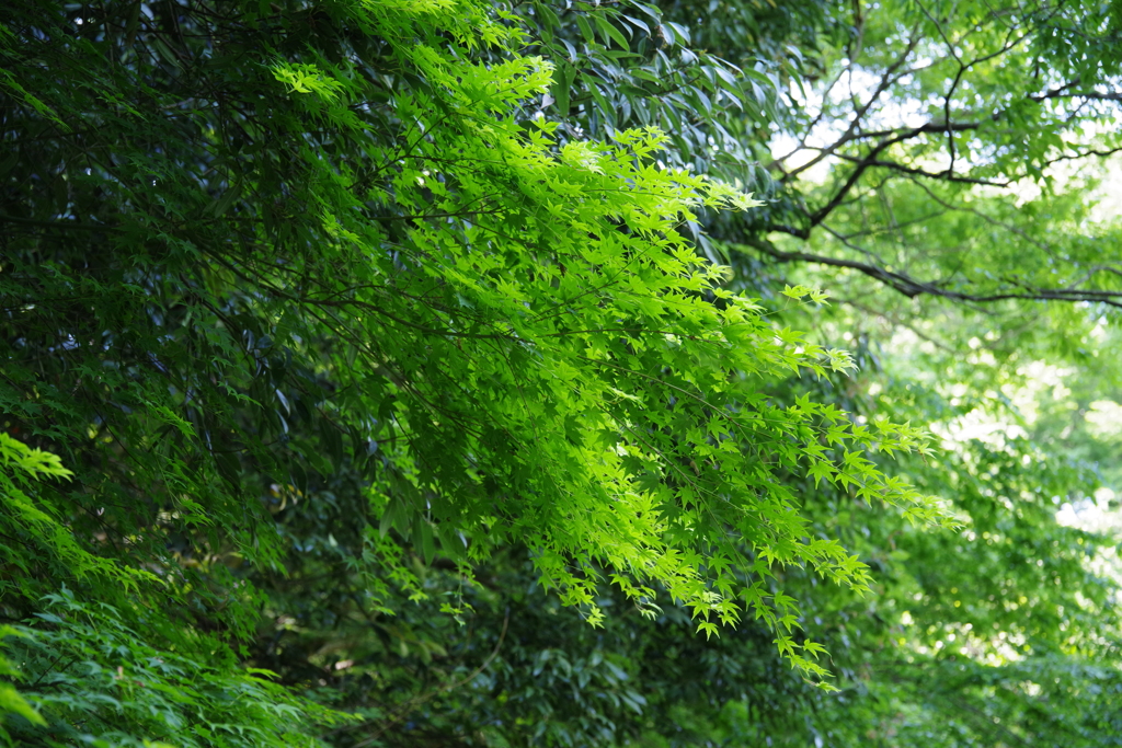 鎌倉中央公園５