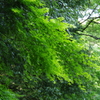 鎌倉中央公園５