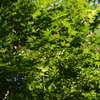 鎌倉中央公園３