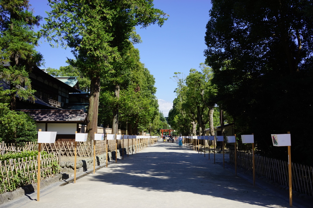 鶴岡八幡宮　ぼんぼり祭1