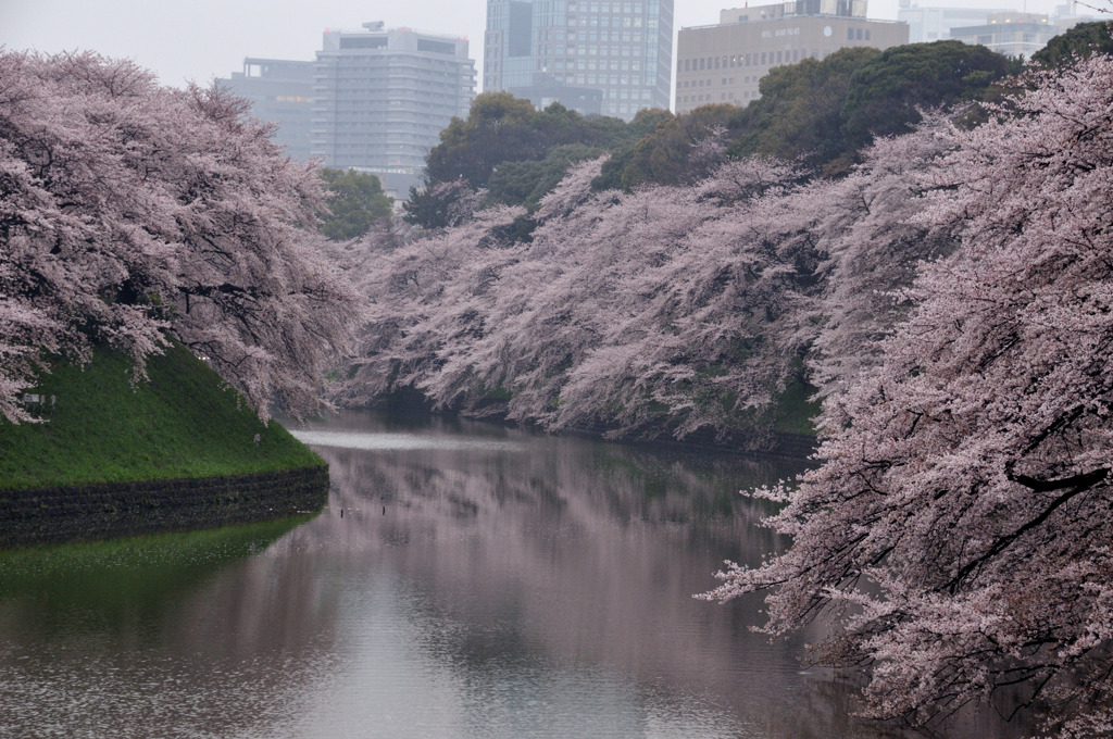 千鳥が淵の桜