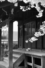 お寺と桜