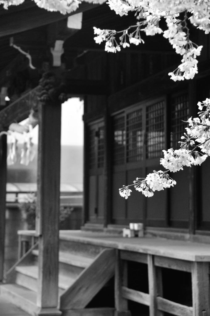 お寺と桜