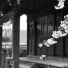 お寺と桜