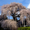 慈雲寺のしだれ桜