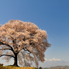 わに塚の桜