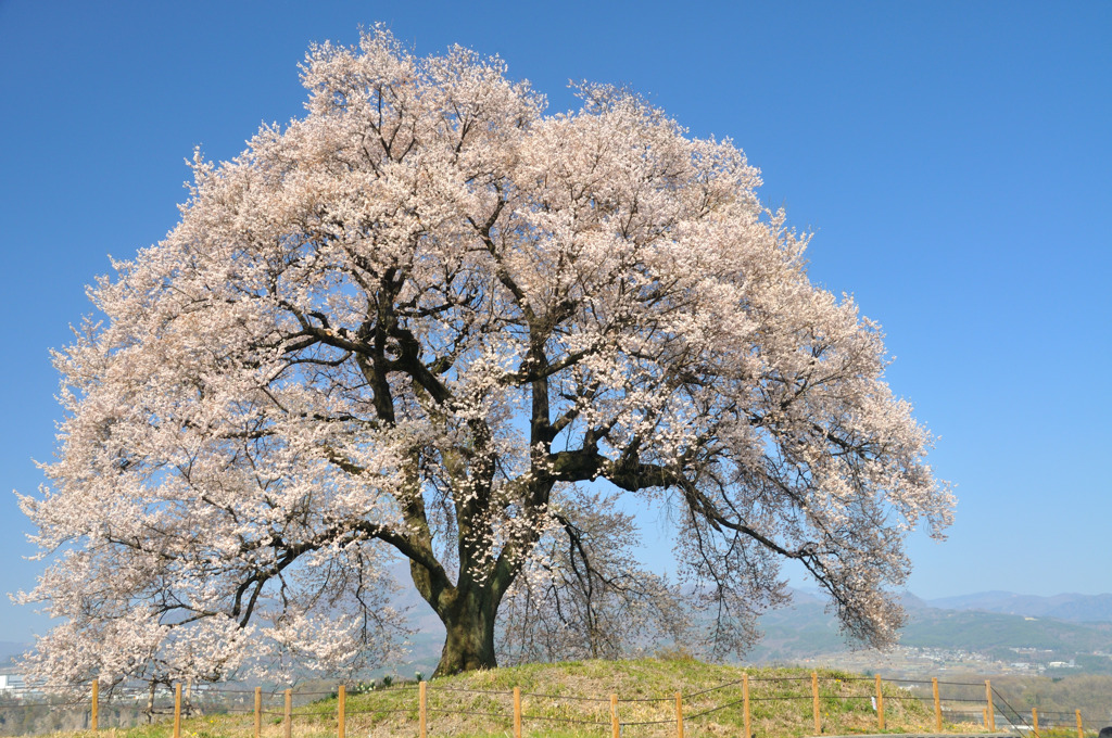 空と桜