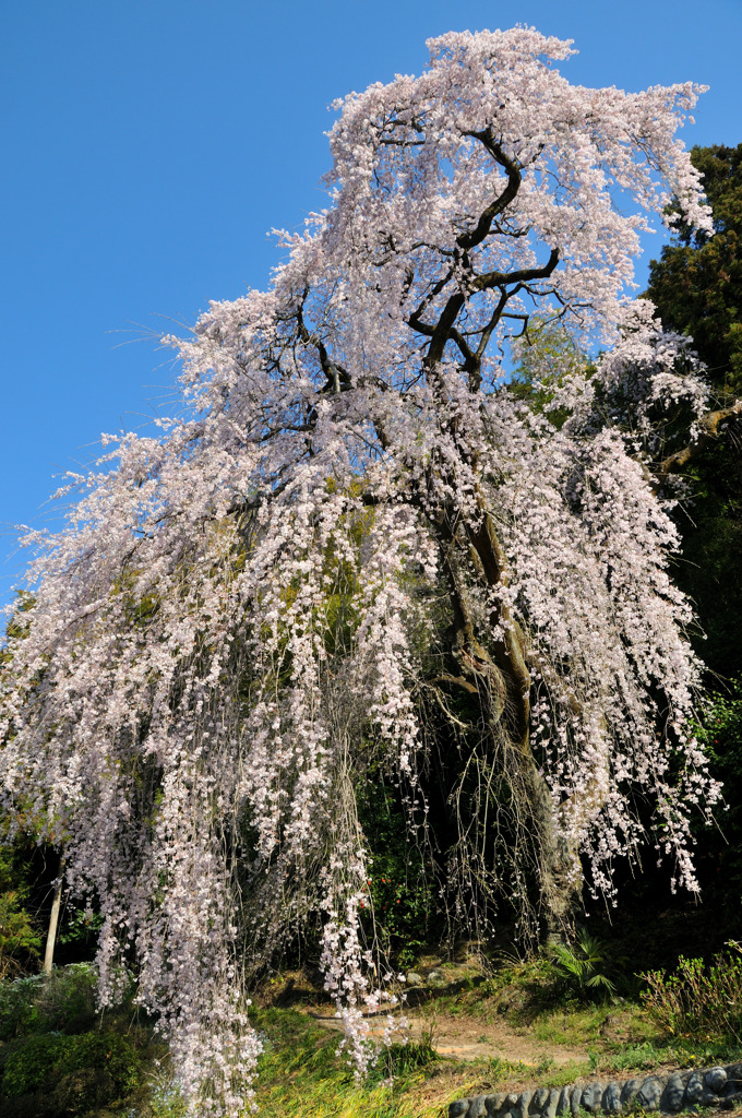 梅岩寺のしだれ桜