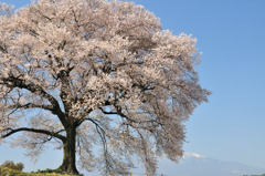 わに塚桜と空