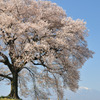 わに塚桜と空