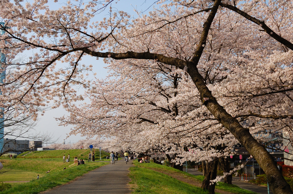 春の公園