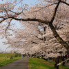 春の公園