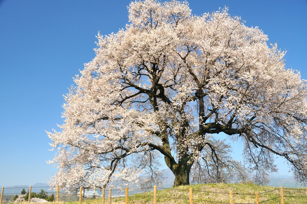 わに塚の桜と青い空