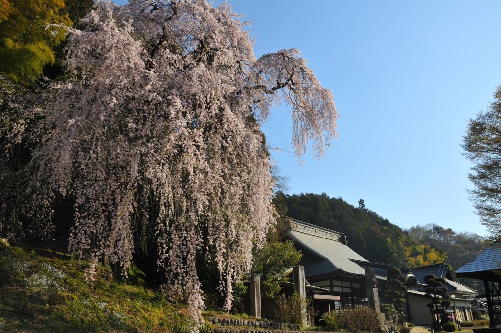 青梅梅岩寺の桜