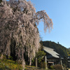 青梅梅岩寺の桜