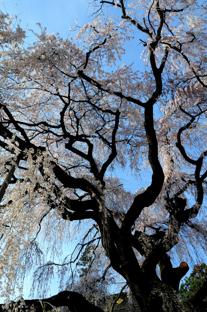 慈雲寺のしだれ桜