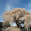 慈雲寺のしだれ桜
