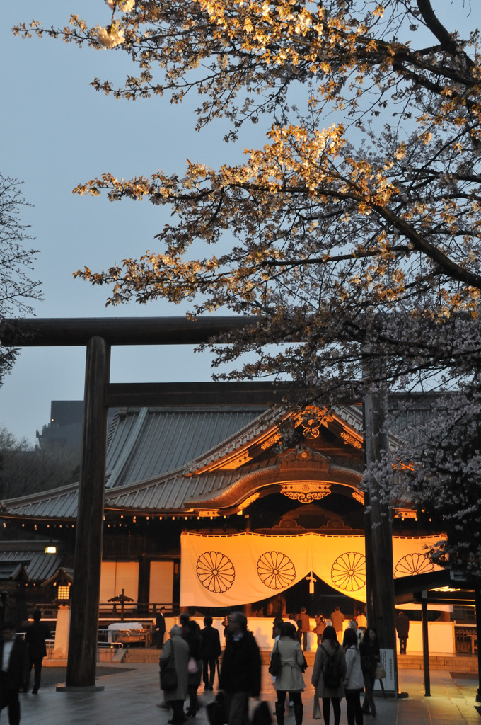 靖国の桜