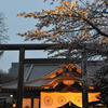 靖国の桜