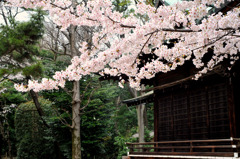 古寺と桜
