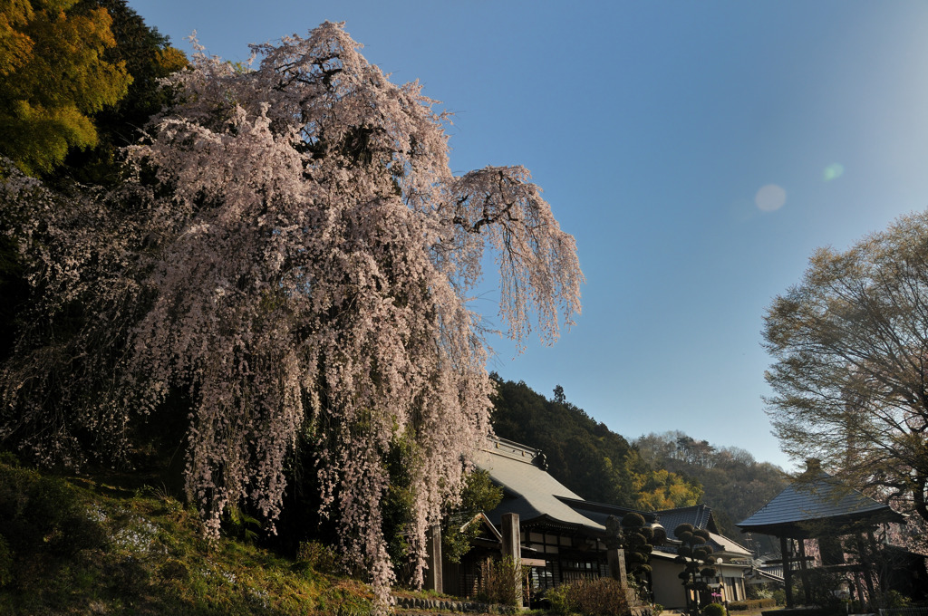 梅岩寺と桜