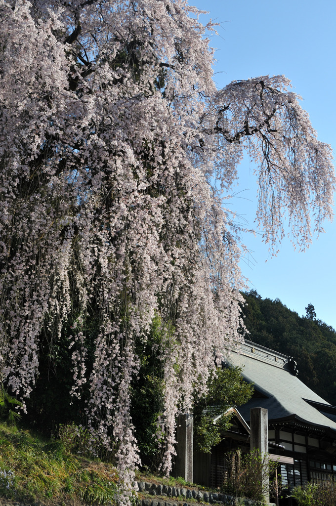 青梅のしだれ桜