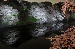 夜桜