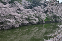 千鳥が淵　サクラ