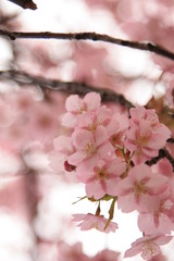 2009桜